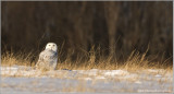 Snowy Owl 47