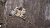 Red-tailed Hawk in Flight 239