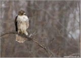 Red-tailed Hawk Hunting 241