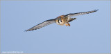 Kestrel in Flight