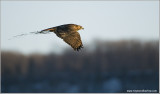 Red-tailed Hawk in Flight