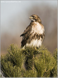 Red-tailed Hawk Hunting
