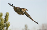 Red-tailed Hawk Lift Off  2