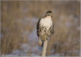 Red-tailed Hawk  re-edit