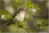 Warbling Vireo Singing
