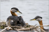 Red-necked Grebes 53