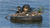  Red-necked Grebe with an Intruders Egg! 49