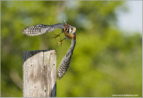 American Kestrel  (captive)