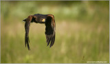 Harris Hawk  (captive)