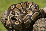Royal Python  (captive)