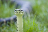 Irian Jaya Carpet Python  (captive)