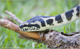 Irian Jaya Carpet Python  (captive)