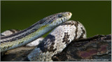 Corn Snake  (captive)