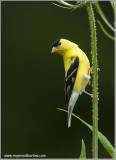 American Goldfinch