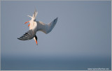Common tern in a Dive