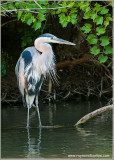 Great Blue Heron