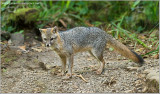Costa Rica Fox