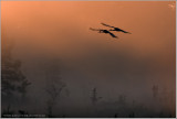 Sandhills in flight