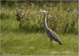 Great Blue Heron