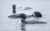 Common loons 