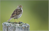 Savanah Sparrow