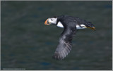 Atlantic Puffin in Flight 