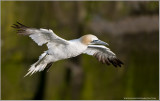 Northern Gannet in Flight 