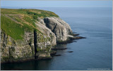 Cape Saint Marys Gannet Colony 