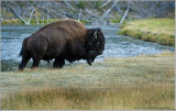 Buffalo leaving the Creek