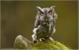 Screech owl   (captive)