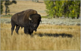 Buffalo in Yellowstone