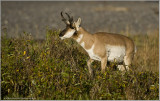 Pronghorn Feeding at Yellowstone