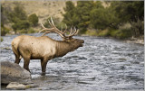 Elk on the River