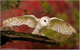 Barn Owl Landing  (captive)