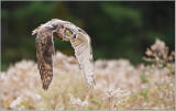 Great Horned Owl in Flight   (captive)