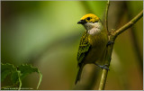 Silver Throated Tanager