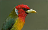 Red-Headed Barbet