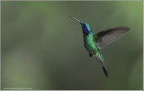 Green Violetear Hummingbird