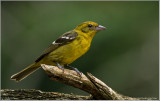 White-winged Tanager