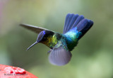 Fiery throated hummingbird