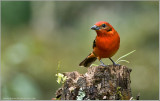 Flame-coloured Tanager