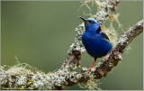 Red-legged Honeycreeper 