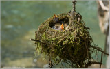  Baby Hummingbirds