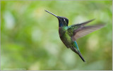 Magnificent Hummingbird (male) in Flight