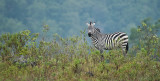Zebra pano 