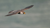 Peregrine in Flight