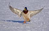 Male Mallard 2