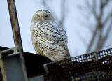 Snowy Owl 5