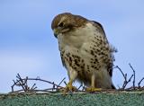 Red-tailed Hawk 3