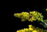 Macro... 14